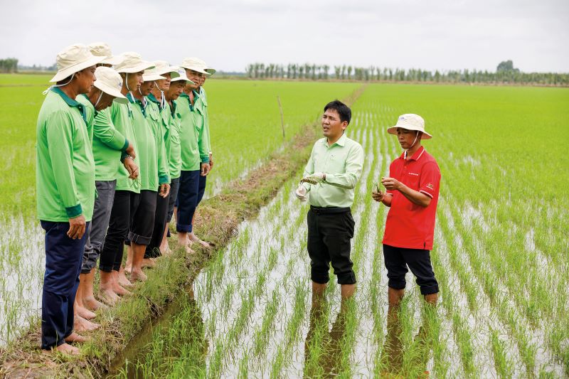 N&ocirc;ng d&acirc;n ĐBSCL tham gia m&ocirc; h&igrave;nh canh t&aacute;c l&uacute;a ph&aacute;t thải thấp, gi&uacute;p giảm chi ph&iacute; sản xuất, tăng lợi nhuận v&agrave; mở đường cho hạt gạo Việt tham gia chuỗi gi&aacute; trị xanh to&agrave;n cầu.