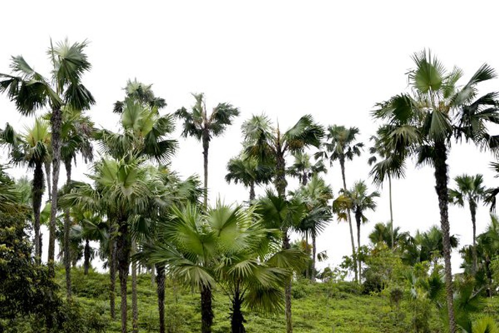 Trên địa bàn tỉnh Phú Thọ, cây Cọ là một trong những biểu tượng của sự gắn kết cộng đồng bền chặt và là một nét văn hóa thiên nhiên độc đáo của vùng đất Tổ.