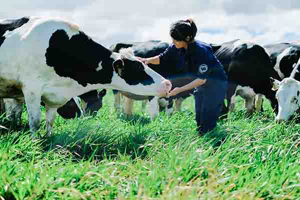 Vinamilk có trang trại bò hữu cơ đầu tiên tại Việt Nam