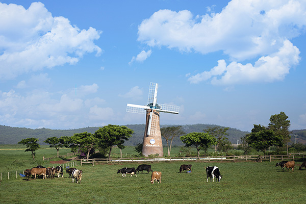 Trang trại bò sữa Organic đầu tiên của Việt Nam tại Đà Lạt được Vinamilk đầu tư với đàn bò sữa Organic được nhập khẩu