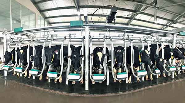 Vinamilk: Hành trình 30 năm phát triển ngành chăn nuôi bò sữa
