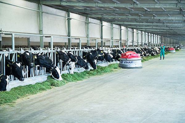 Trang trại bò sữa Vinamilk Tây Ninh là trang trại đi đầu về ứng dụng công nghệ 4.0 trong vận hành và quản lý 