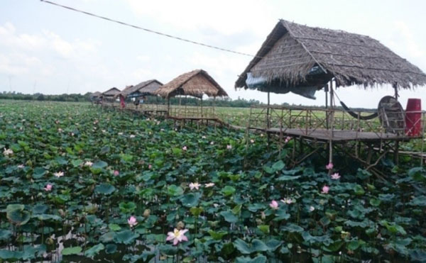 -	Mô hình trồng sen – lúa trong Dự án sinh kế lũ ở đồng bằng sông Cửu Long