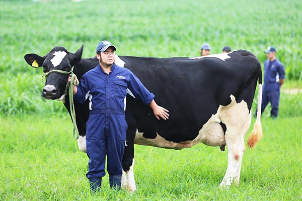 Cao nguyên Mộc Châu sẽ được đầu tư để trở thành thủ phủ bò sữa của Việt Nam.