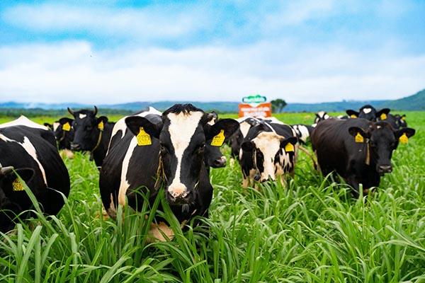 -	Bò được nuôi ở trang trại trên cao nguyên Gia Lai với tiêu chí 6S: Đất sạch, không khí sạch, nước sạch, cỏ sạch, nhiệt độ mát 21-25 độ C  và thu hoạch sản lượng thấp chỉ 25 lít/ngày để bò giữ chất lượng sữa tốt nhất.