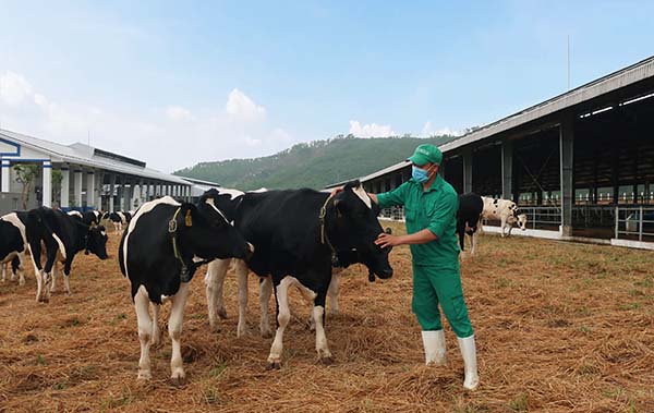 Bò sữa được đi dạo trong khu sân chơi được trải đệm rơm tại Trang trại Vinamilk Quảng Ngãi.