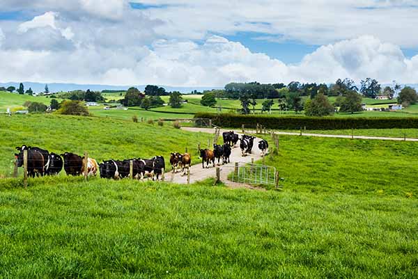 Những cô bò được ăn cỏ tự nhiên, dạo chơi quanh năm trên những cánh đồng mênh mông tại New Zealand_1