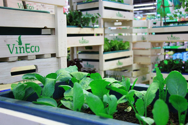 Các sản phẩm rau sạch của VinEco chỉ được phân phối duy nhất qua hệ thống siêu thị Vinmart và các cửa hàng tiện ích Vinmart+