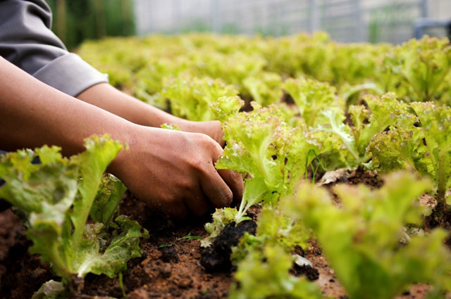Organic Garden – Nơi cung cấp nguồn rau tươi, xanh và sạch cho nhà hàng Peppertree