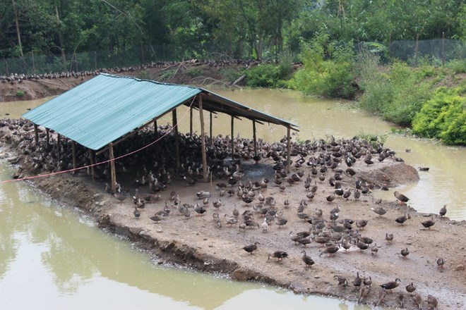 Hiện nay, tại trang trại của anh Tuấn có khoảng 2.000 con vịt đẻ, 2.000 vịt thương phẩm