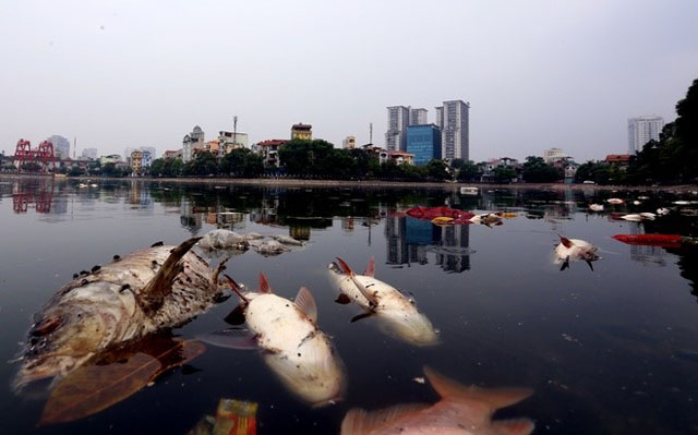 Hồ điều hòa không khí và cảnh quan nội đô Hà Nội bị ô nhiễm nặng. Trong ảnh cá chết nổi trắng hồ Ngọc Khánh
