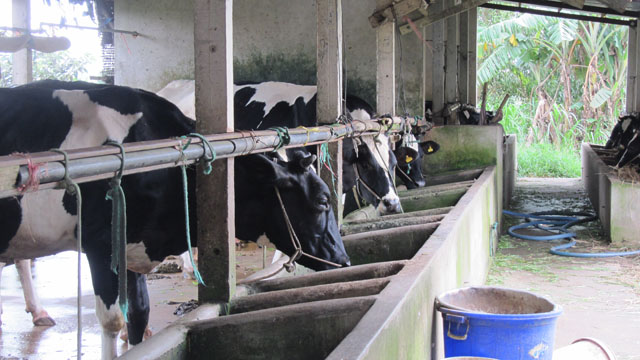 Hệ thống chuồng trại của xã viên HTX Bò sữa Tân Thông Hội (huyện Củ Chi, TP.HCM)