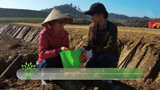 Người nông dân Lào Cai dùng tiền vay vốn của Agribank để phát triển mô hình trồng rau đậu Hà Lan sạch