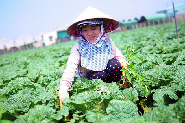 Với chương trình của VinEco, những mô hình sản xuất nông sản sạch đã nối tiếp nhau ra đời tại Lâm Đồng đem lại hiệu quả kinh tế cao cho người dân