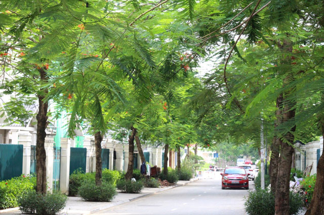Hàng nghìn cây xanh được trồng mới, phủ xanh các tuyến phố nội khu Dương Nội