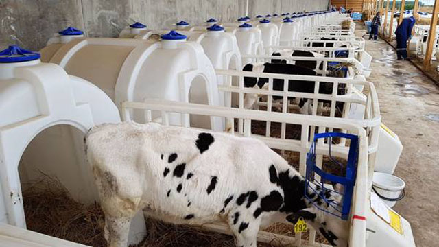 Một góc trang trại bò sữa TH trên đất Nga
