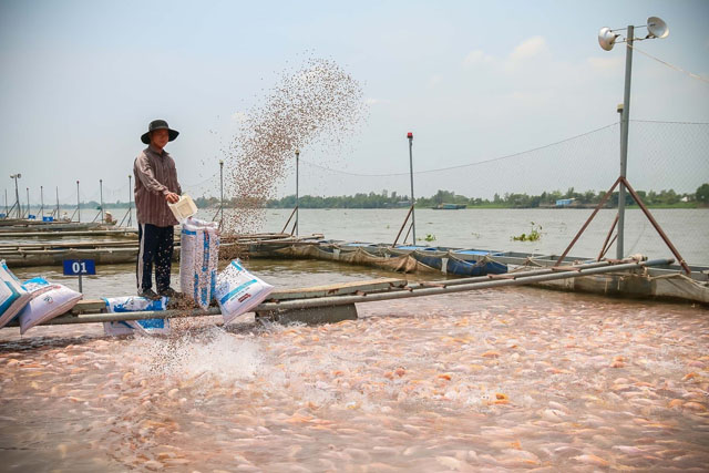 Một hộ nông dân tại Cần Thơ hợp tác với MM Mega Market cung cấp cá cho Trạm trung chuyển Cá của MM tại khu vực Đồng bằng sông Cửu Long