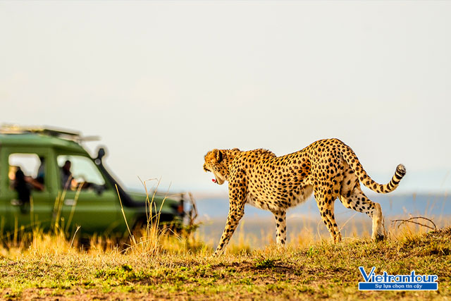 Tour du lịch Nam Phi hấp dẫn du khách với trải nghiệm “săn”… ảnh mãnh thú trên thảo nguyên