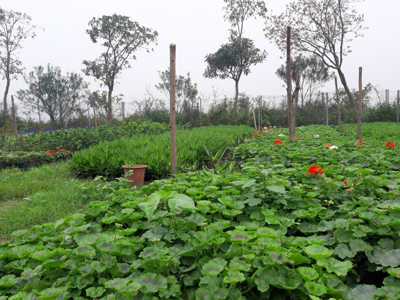 Trang trại Apec Organic Farm tại Huế