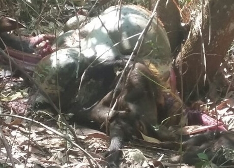 Bò tót quý hiếm ở rừng Mã Đà bị sát hại dã man.