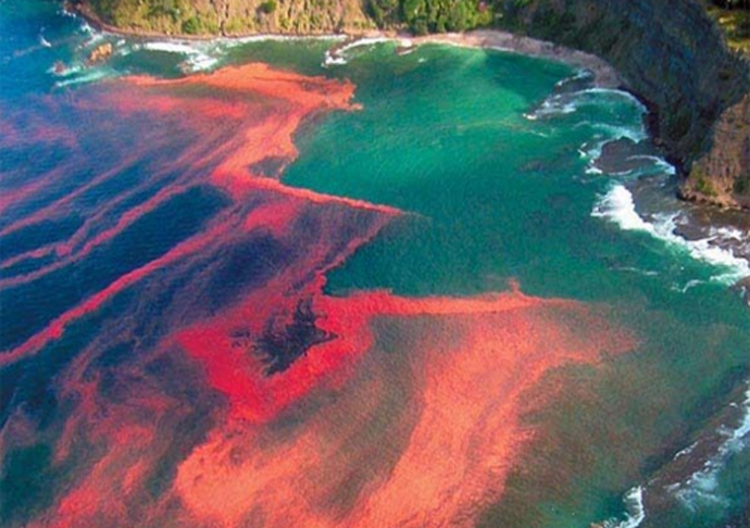Hiện tượng thủy triều đỏ xuất hiện ở Chile năm 2009 khiến 2 người chết. (Ảnh: Huffingtonpost)