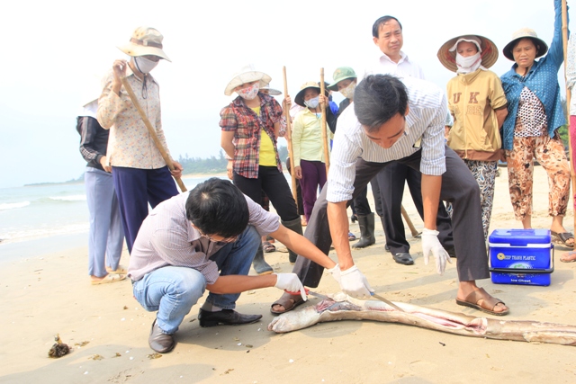Thành lập Hội đồng chuyên gia khoa học để truy tìm nguyên nhân hải sản chết bất thường ở miền Trung.
