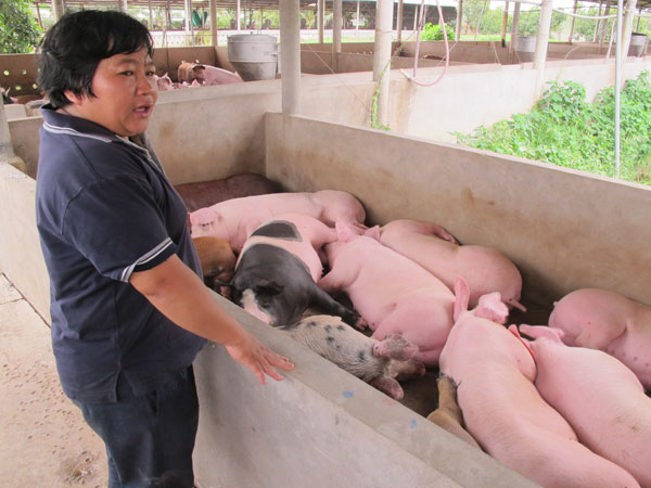 Giá lợn tại thị trường nội địa giảm mạnh do Trung Quốc dừng mua