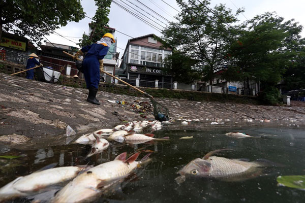 Cá chết nổi ở hồ Hoàng Cầu, quận Đống Đa, Hà Nội