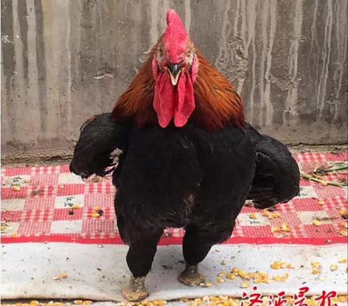 Chú gà đi lại dễ dàng hơn sau khi tự mổ chân mình. (Nguồn: shanghaiist.com)