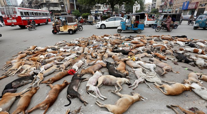 Xác của các chú chó nằm la liệt trên đường. (Nguồn: Reuters)