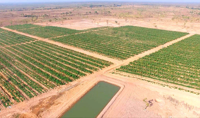 2.	Dự án nông trại ca cao CIC phủ xanh một vùng đất cằn khô, bạc màu tại huyện Ea Súp.S
