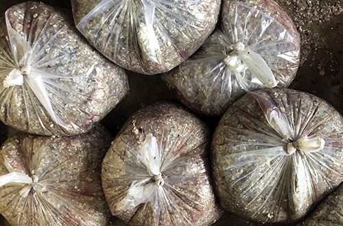 Vảy cá được đóng gói tại một cơ sở làm khô cá lóc ở xã Phú Thọ, huyện Tam Nông, tỉnh Đồng Tháp. Ảnh: Cửu Long.