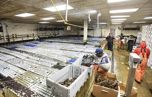 Xưởng xuất khẩu tôm hùm của doanh nghiệp Mortillaro Lobster ở thành phố Gloucester, bang Massachusetts, Mỹ. Ảnh: Gloucester Times