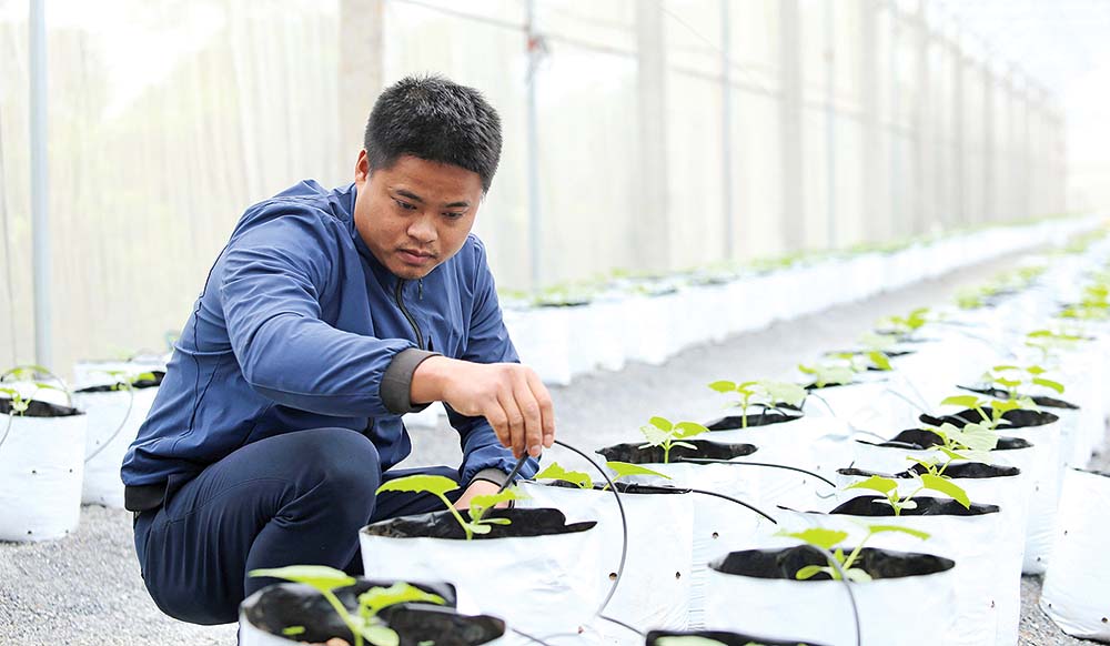 Nguyễn Phúc Bách, một trong 56 nông dân trẻ xuất sắc năm 2020