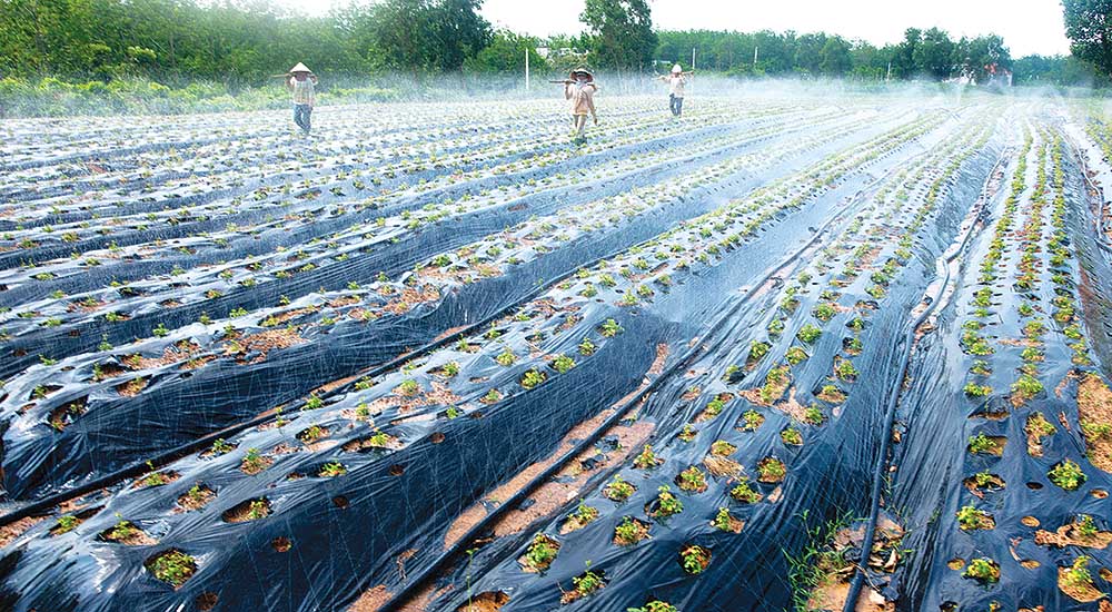 Việc áp dụng tiến bộ khoa học - kỹ thuật trong canh tác giúp nông dân Quảng Bình tăng năng suất sản phẩm