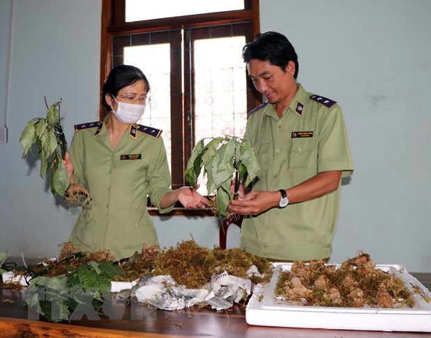 Phát hiện các loại củ "đội lốt" thương hiệu sâm Ngọc Linh Kon Tum