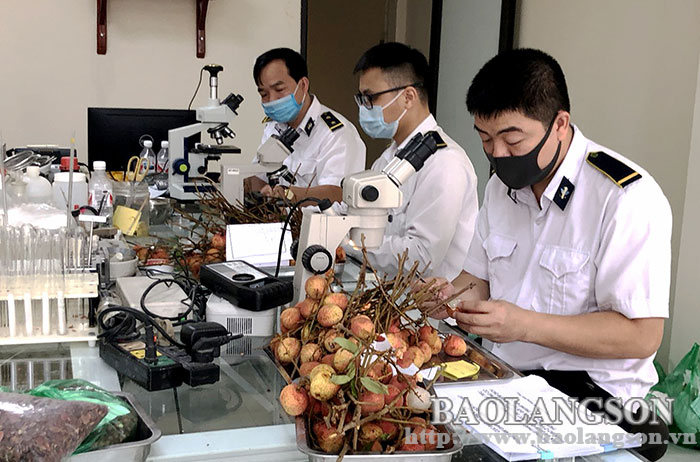 Cán bộ Trạm Kiểm dịch thực vật cửa khẩu Tân Thanh kiểm tra chất lượng vải xuất khẩu