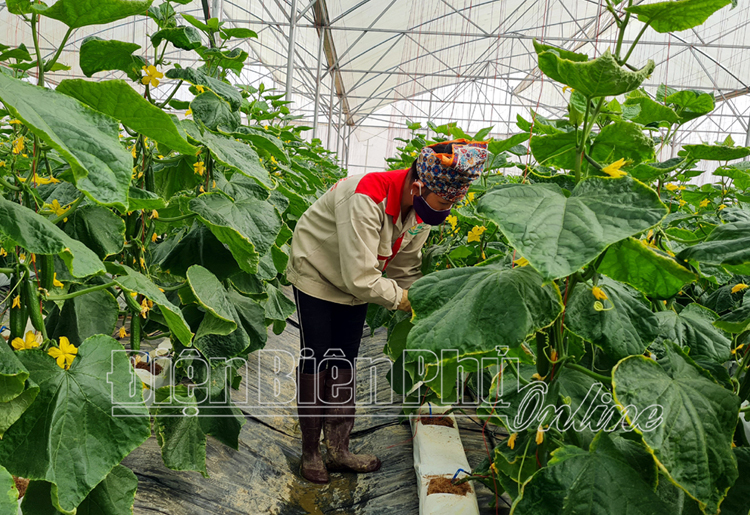 Xã viên Hợp tác xã Công nghệ cao Bản Mé (xã Thanh Hưng, huyện Điện Biên) chăm sóc cây trồng.