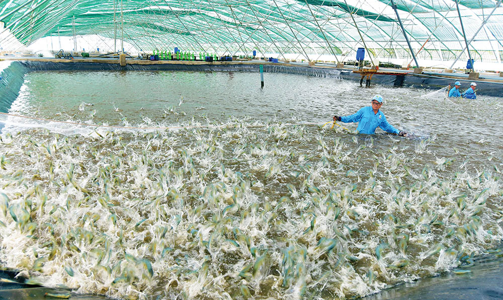 Thu hoạch tôm tại khu nuôi tôm siêu thâm canh công nghệ cao ở Bạc Liêu