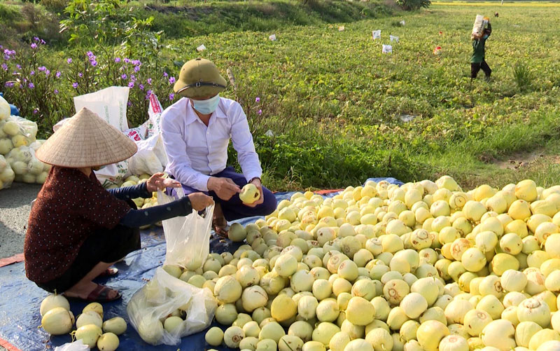 Nhiều tấn dưa hấu, dưa lê tại xã Đại Lai (Gia Bình) được “giải cứu” giúp nông dân ổn định đời sống.