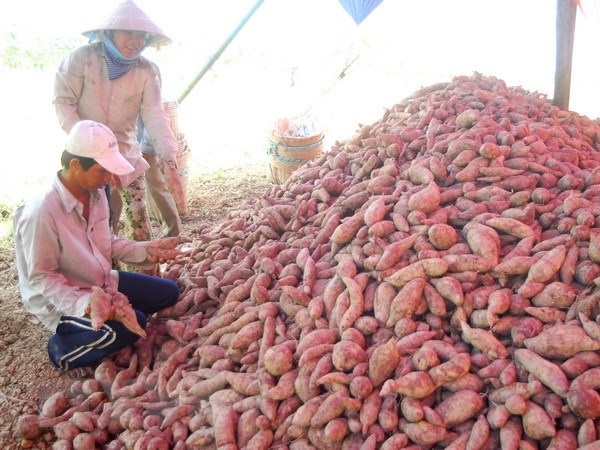 Nông dân thu hoạch khoai lang tím. (Ảnh: Thanh Vũ/TTXVN