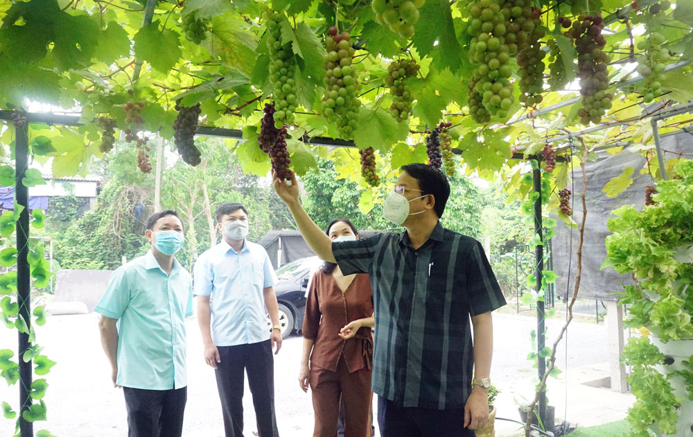 Đồng chí Dương Văn Lượng, Phó Chủ tịch UBND tỉnh kiểm tra mô hình trồng nho trong nhà màng tại cơ sở sản xuất ở xóm Gốc Quéo, xã Khôi Kỳ (Đại Từ).