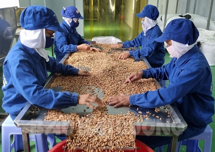 Công ty CP Chế biến nông sản Tân Hương không chỉ quan tâm xuất khẩu mà còn tăng cường khai thác thị trường tiêu thụ trong nước với các sản phẩm gia vị sấy khô