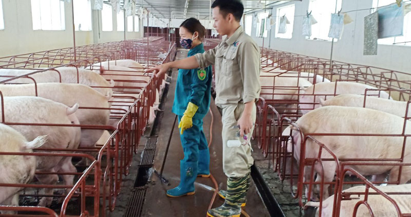 Khu chăn nuôi lợn nái của gia đình anh Đào Viết Xuê, xã Phù Lương (Quế Võ).