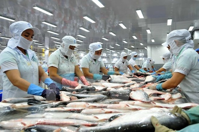 Chế biến cá tra xuất khẩu