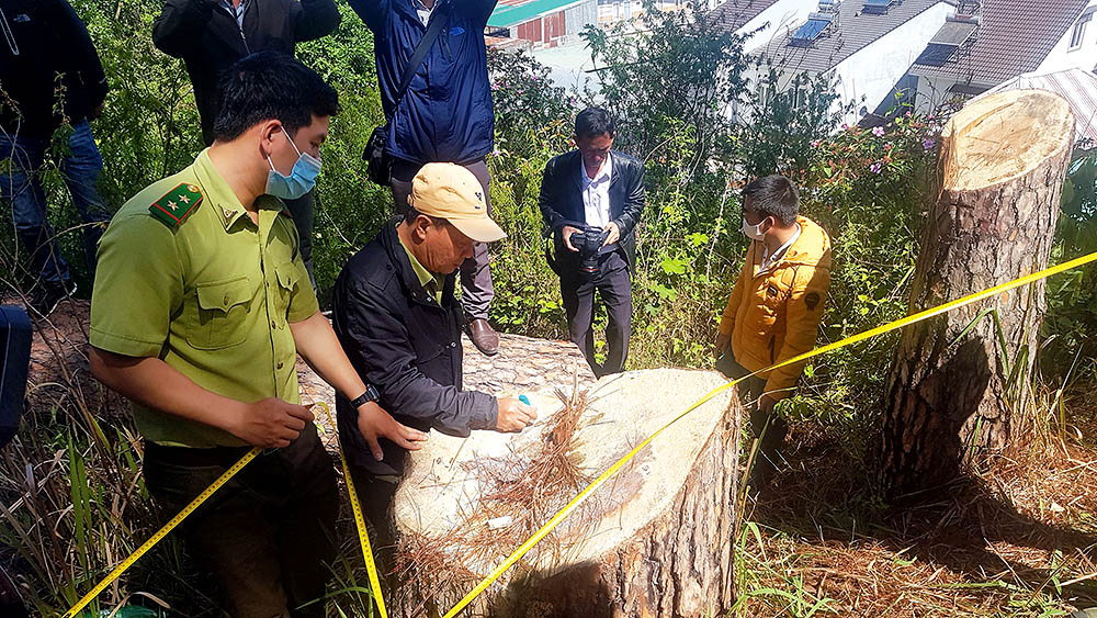 Nhiều diện tích rừng ở Lâm Đồng liên tục bị phá trong những năm qua	ảnh: n.b