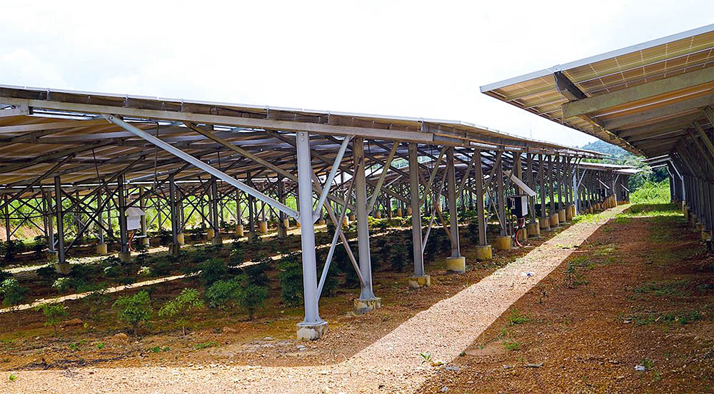 Dưới những tấm pin năng lượng mặt trời tại một Dự án trang trại nông nghiệp ở Tây Nguyên chỉ là vài cây đinh lăng trồng để “đối phó” 	ảnh: nhiệt băng