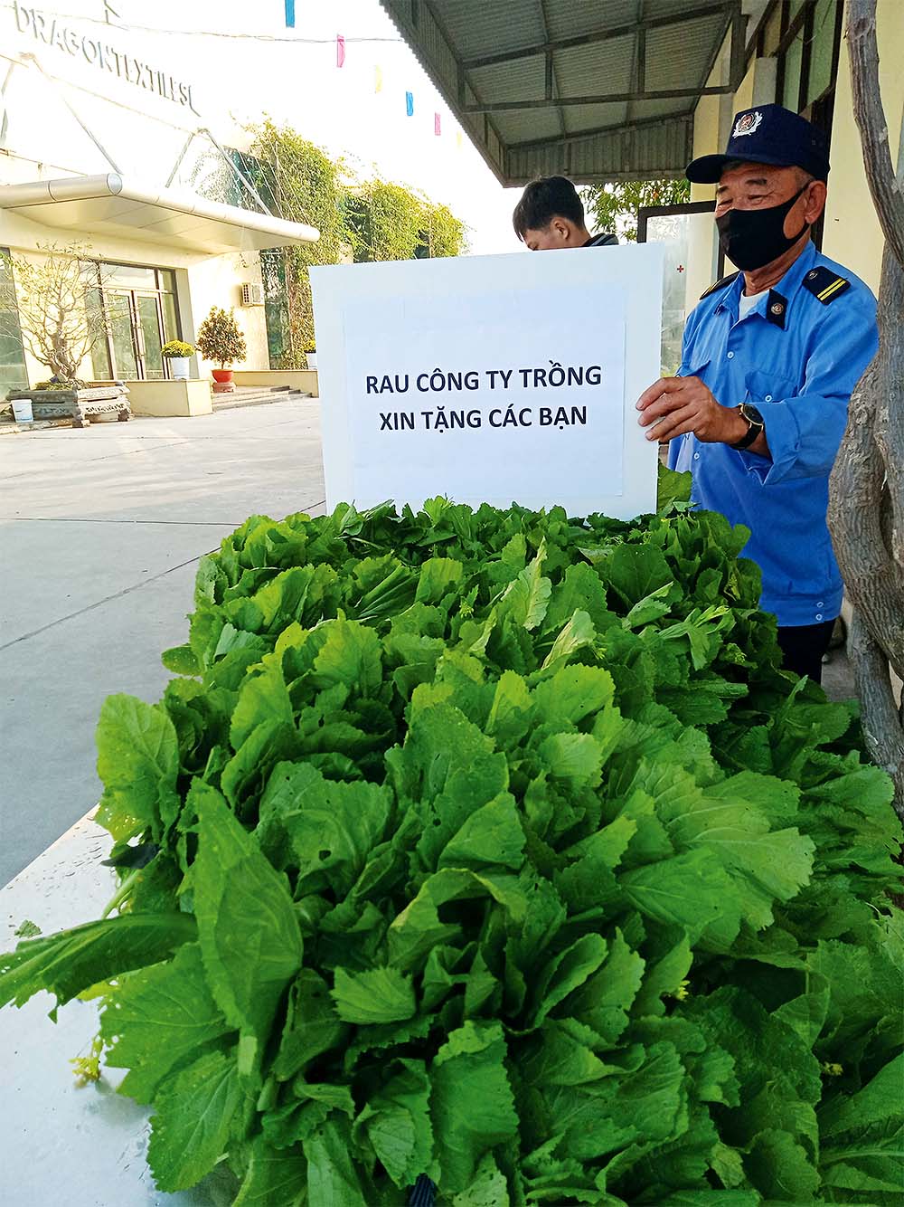 DragonTextiles 1 tăng gia sản xuất để cung cấp rau xanh cho người lao động trong mùa dịch 