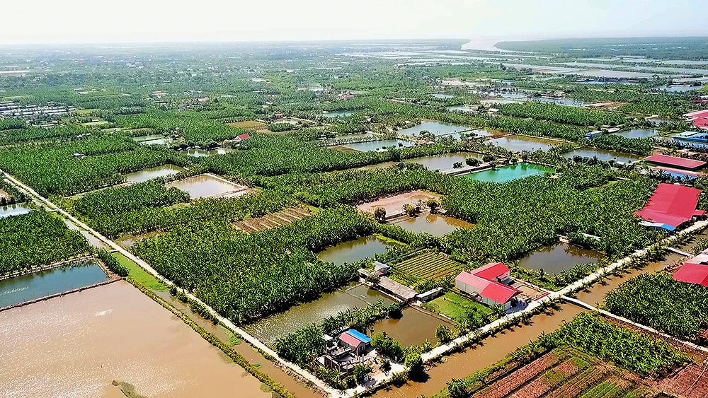 Nuôi trồng thủy sản tại huyện Tiên Lãng