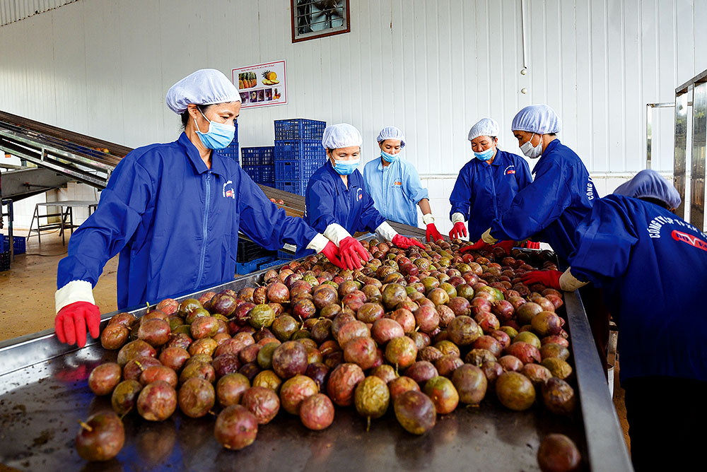 Những lô hàng trái cây mang thương hiệu Việt đã chinh phục được nhiều thị trường  	Ảnh: Đức Thanh